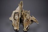 Woolly Mammoth Partial Skull w/ M & M Molars - North Sea #357060-4